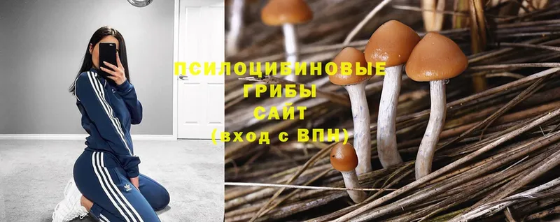 Галлюциногенные грибы Magic Shrooms  дарнет шоп  Нытва 